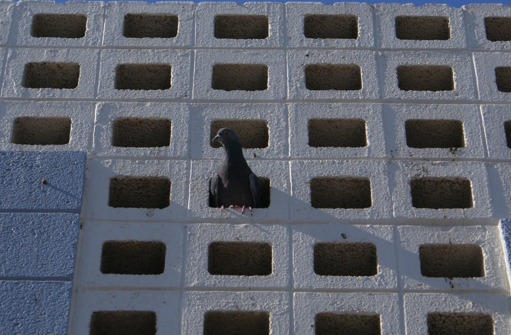 Pigeonholed