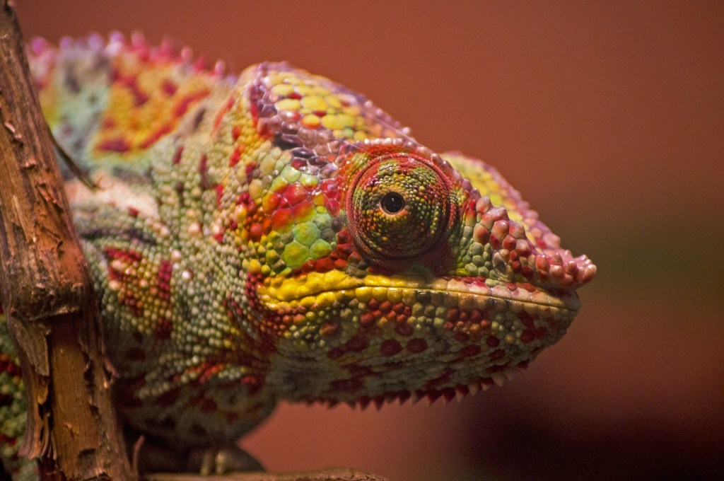Copywriting Chameleons
